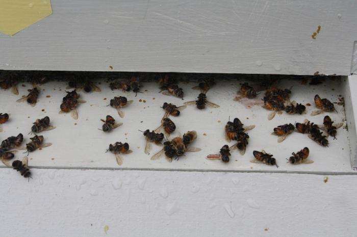 настойка пчелиного подмора применение