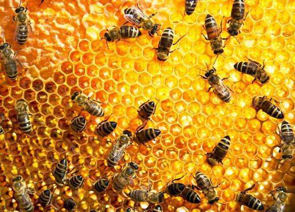 подмор пчелиный настойка отзывы