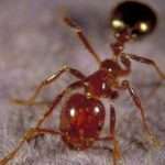 Как правильно использовать муравьиное масло против роста волос