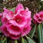 Цветок рододендрон: обзор, особенности, уход и размножение